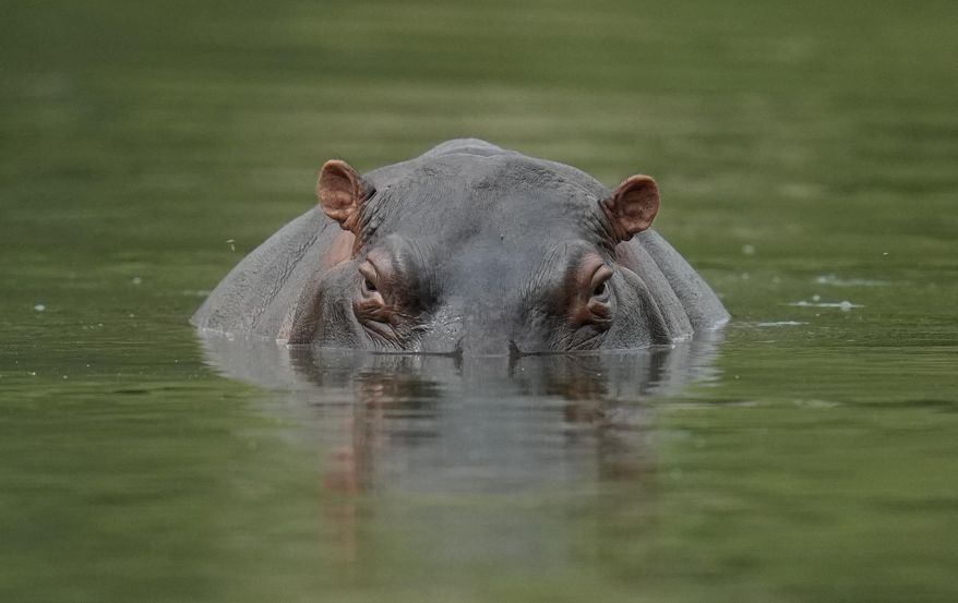 A hippo floats in the lagoon at Hacienda Napoles Park, once the private estate of drug kingpin Pablo Escobar who decades ago imported three female hippos and one male in Puerto Triunfo, Colombia, Wednesday, Feb. 16, 2022. A hippo (not pictured) at the Tennoji Zoo in Osaka, Japan, was called a male for seven years after the zoo acquired it. Then came a recent DNA test, which found that the animal was a female. (AP Photo/Fernando Vergara)