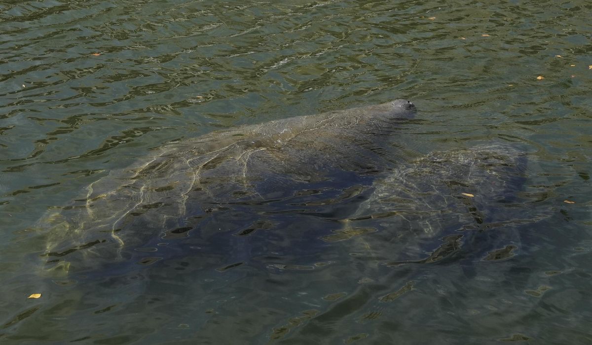 NextImg:Manatees stranded in Florida pond by Hurricane Helene rescued, returned to wild