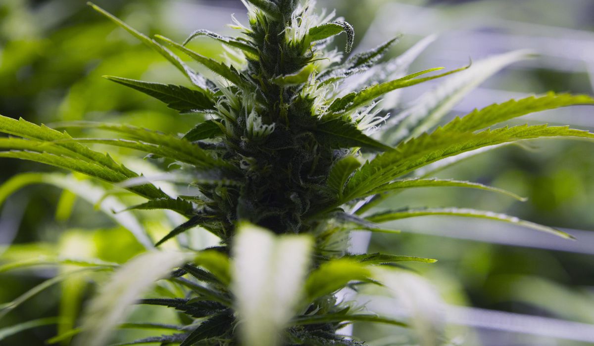 NextImg:Marylanders bought over $3.5 million worth of recreational marijuana on first day of legal sales