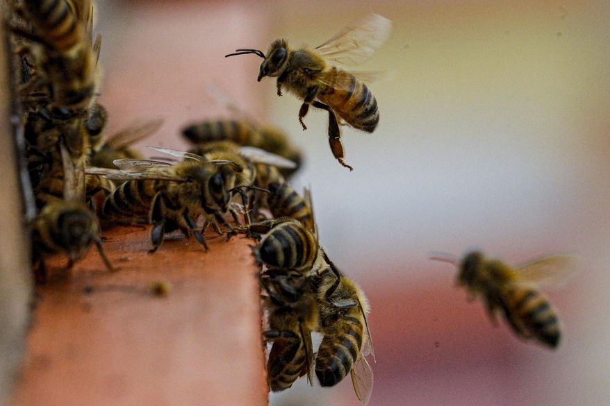 Honeybees approach the entrance of their hive at a farm in Colina, on the outskirts of Santiago, Chile, Monday, Jan. 17, 2021. Killer bees (not pictured) stung five people to death in Nicaragua after their bus careened into a ravine and struck the beehives. (AP Photo/Esteban Felix)
