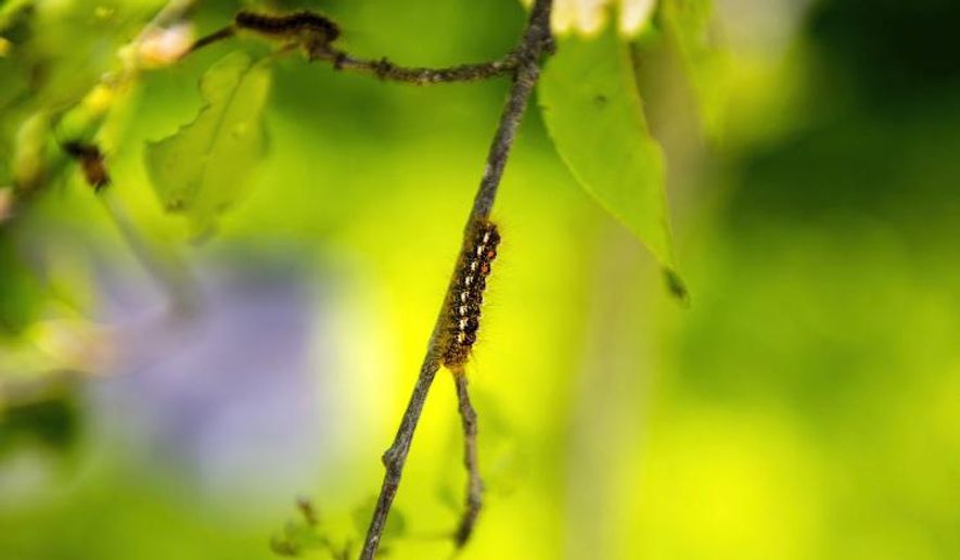 This 2017 photo by Holland Haverkamp shows a browntail moth caterpillar in Maine. The caterpillars can cause an itchy rash in humans, and a new study by University of Maine scientists states that their spread appears aided by climate change. (Holland Haverkamp/ University of Maine via AP)
