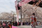 Cherry blossom festival 1 Sachiyo Ito .jpg