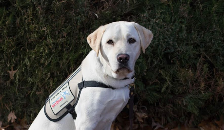 America’s VetDogs is a New York-based nonprofit that provides free service dogs to veterans and first responders with disabilities. (Photo courtesy of America&#x27;s VetDogs)