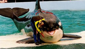 In this March 9, 1995 file photo, trainer Marcia Hinton pets Lolita, a captive orca whale, during a performance at the Miami Seaquarium in Miami. The new owners of the Miami Seaquarium will no longer stage shows with its aging orca Lolita under an agreement with federal regulators. MS Leisure, a subsidiary of The Dolphin Company, said in a news release it completed acquisition of the Seaquarium on Thursday, March 3, 2022.    (Nuri Vallbona/Miami Herald via AP, File)