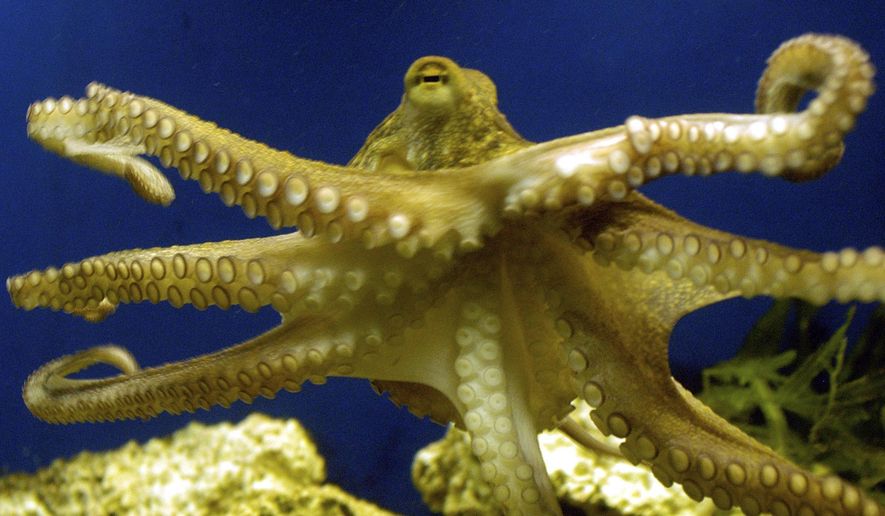 An octopus swims at the zoo in Frankfurt, Germany on Friday, Nov. 25, 2005. In research published Tuesday, March 8, 2022, in the journal Nature Communications, scientists have described the oldest known fossil ancestor of octopuses — an approximately 330 million-year-old specimen found in Montana. (AP Photo/Bernd Kammerer, File)