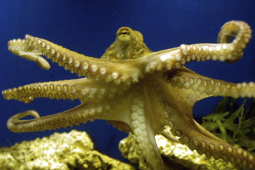 An octopus swims at the zoo in Frankfurt, Germany on Friday, Nov. 25, 2005. In research published Tuesday, March 8, 2022, in the journal Nature Communications, scientists have described the oldest known fossil ancestor of octopuses — an approximately 330 million-year-old specimen found in Montana. (AP Photo/Bernd Kammerer, File)