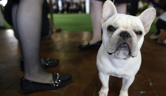 A French bulldog named Reba waits to enter the ring at the Westminster Kennel Club Dog show in New York, Feb. 16, 2015. (AP Photo/Seth Wenig) **FILE**