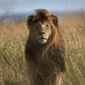 An old male lion raises his head above the long grass in the early morning, in the savannah of the Maasai Mara, southwestern Kenya on July 7, 2015. (AP Photo/Ben Curtis, File)