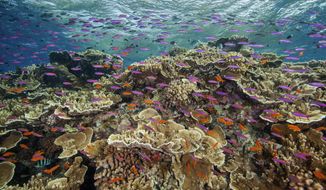 FILE - In this photo provided by the Great Barrier Reef Marine Park Authority small fish school in waters of Ribbon Reef No 10 near Cairns, Australia, Sept. 12, 2017. Australia’s Great Barrier Reef is suffering widespread and severe coral bleaching due to high ocean temperatures two years after a mass bleaching event, a government agency said on Friday, March 18, 2022. (J. Sumerling/Great Barrier Reef Marine Park Authority via AP)