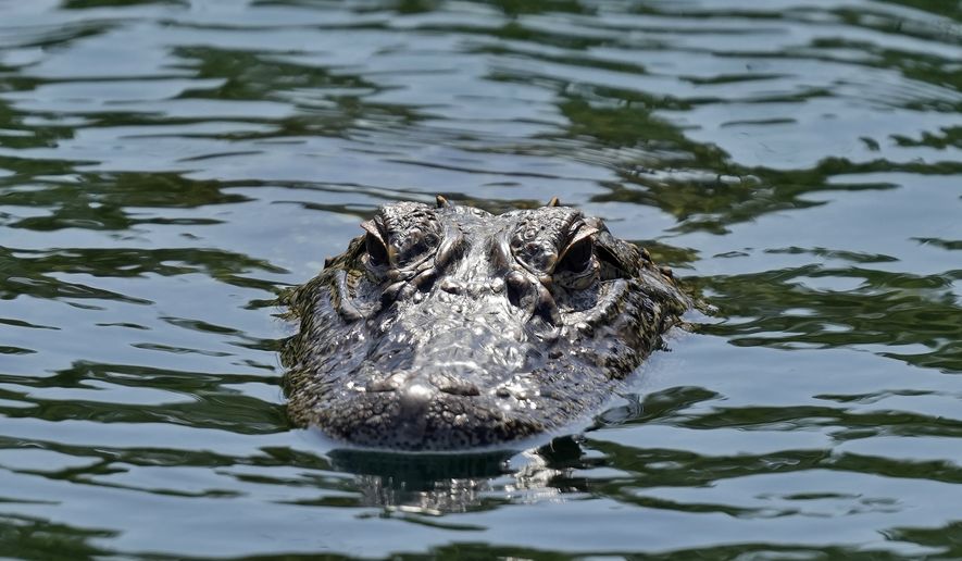 An alligator floats in a pond along the third fairway during the final round of the Valspar Championship golf tournament Sunday, March 20, 2022, at Innisbrook in Palm Harbor, Fla. (AP Photo/Chris O&#39;Meara)