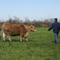 Farmer Philippe Dutertre walks to toward his cows in a meadow in Chemire-Le-Gaudin, western France, Friday, March 18, 2022. Farmers worldwide are weighing whether to change their planting patterns and grow more wheat this spring as Russia&#39;s war in Ukraine has choked off or thrown into question grain supplies from a region known as “the breadbasket of the world.” Dutertre hasn&#39;t decided whether to expand his wheat patch given soaring energy and electricity costs. (AP Photo/Francois Mori)