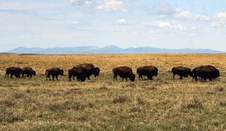 In this April 25, 2012, photo, a herd of bison moves through land controlled by the American Prairie Reserve south of Malta, Mont. U.S. officials on Wednesday, March 30, 2022, announced the approval of the reserve&#x27;s proposal to expand bison grazing on public lands in north-central Montana. (AP Photo/Matt Brown) **FILE**