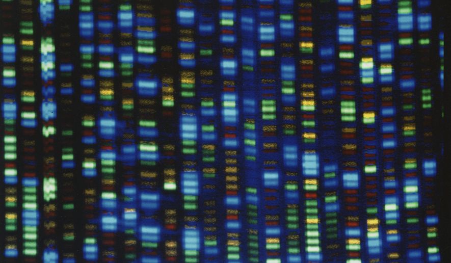 This undated image made available by the National Human Genome Research Institute shows the output from a DNA sequencer. In research published in the journal Science on Thursday, March 31, 2022, scientists announced they have finally assembled the full genetic blueprint for human life, adding the missing pieces to a puzzle nearly completed two decades ago. An international team described the sequencing of a complete human genome, the set of instructions to build a human being. (NHGRI via AP)