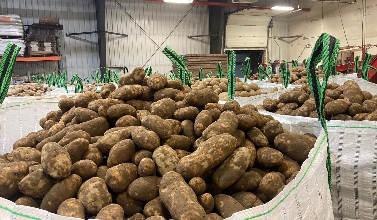 NextImg:Breaking into the basket: Farmers pitch ‘Easter potatoes’ as alternative to high-priced eggs