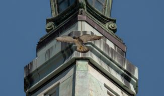 In this photo provided by John Davis, Grinnel, the adult male peregrine falcon, flies in front of Sather Tower, the clock tower on the Campanile at the University of California at Berkeley campus, where the falcons&#39; nest is in Berkeley, Calif., on May 27, 2021. Grinnell, one of a beloved pair of peregrine falcons who made their longtime home atop the bell tower at the University of California, Berkeley, was found dead Thursday, March 31, 2022. Less than 24 hours later, his partner Annie had mated with a new untagged male falcon. On Twitter Friday, Cal Falcons, a group that monitors the birds, said that a new falcon also appeared interested in incubating Annie&#39;s eggs and performed multiple courtship displays with Annie after spending the night in her gravel nest. (John Davis via AP)
