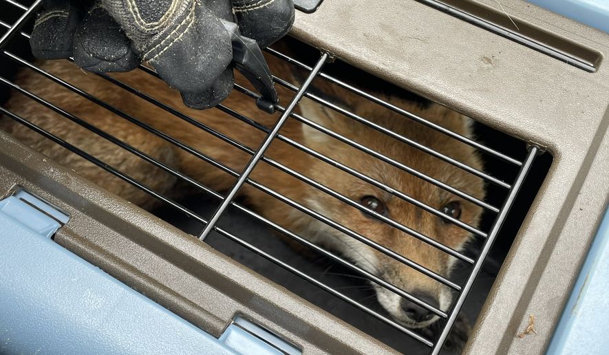 Photos of the fox in a cage were posted to Twitter by U.S. Capitol Police on Tuesday. (U.S. Capitol Police via Twitter)