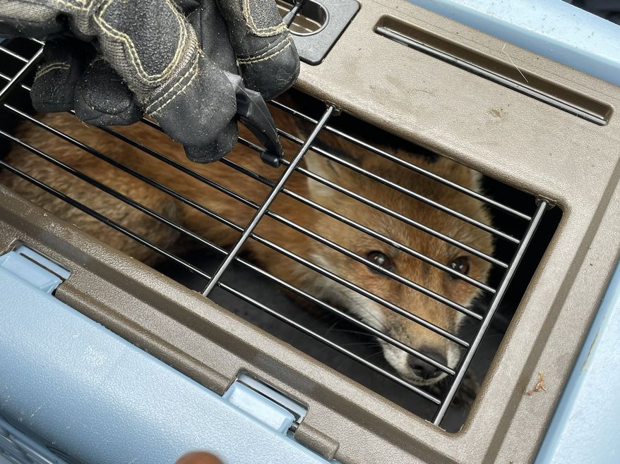 Photos of the fox in a cage were posted to Twitter by U.S. Capitol Police on Tuesday. (U.S. Capitol Police via Twitter)