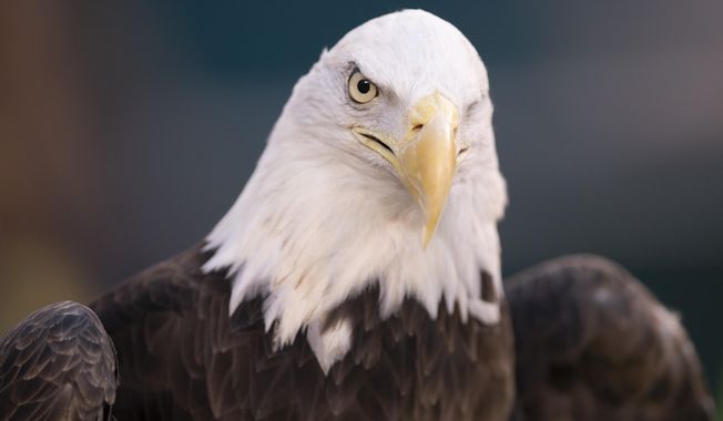This Jan. 5, 2020, photo shows a bald eagle in Philadelphia. NextEra Energy subsidiary ESI Energy was sentenced to probation and ordered to pay more than $8 million in fines and restitution after at least 150 eagles were killed over the past decade at its wind farms in eight states. (AP Photo/Chris Szagola, File)