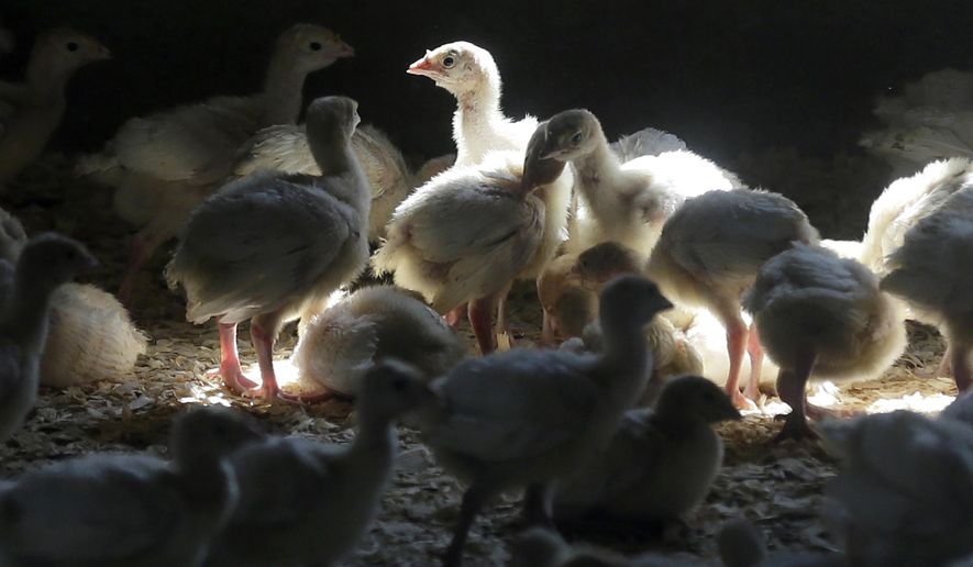 FILE - Turkeys stand in a barn on turkey farm near Manson, Iowa on Aug. 10, 2015. When cases of bird flu are found on poultry farms officials act quickly to slaughter all the birds in that flock even when it numbers in the millions, but animal welfare groups say their methods are inhumane. (AP Photo/Charlie Neibergall, File)