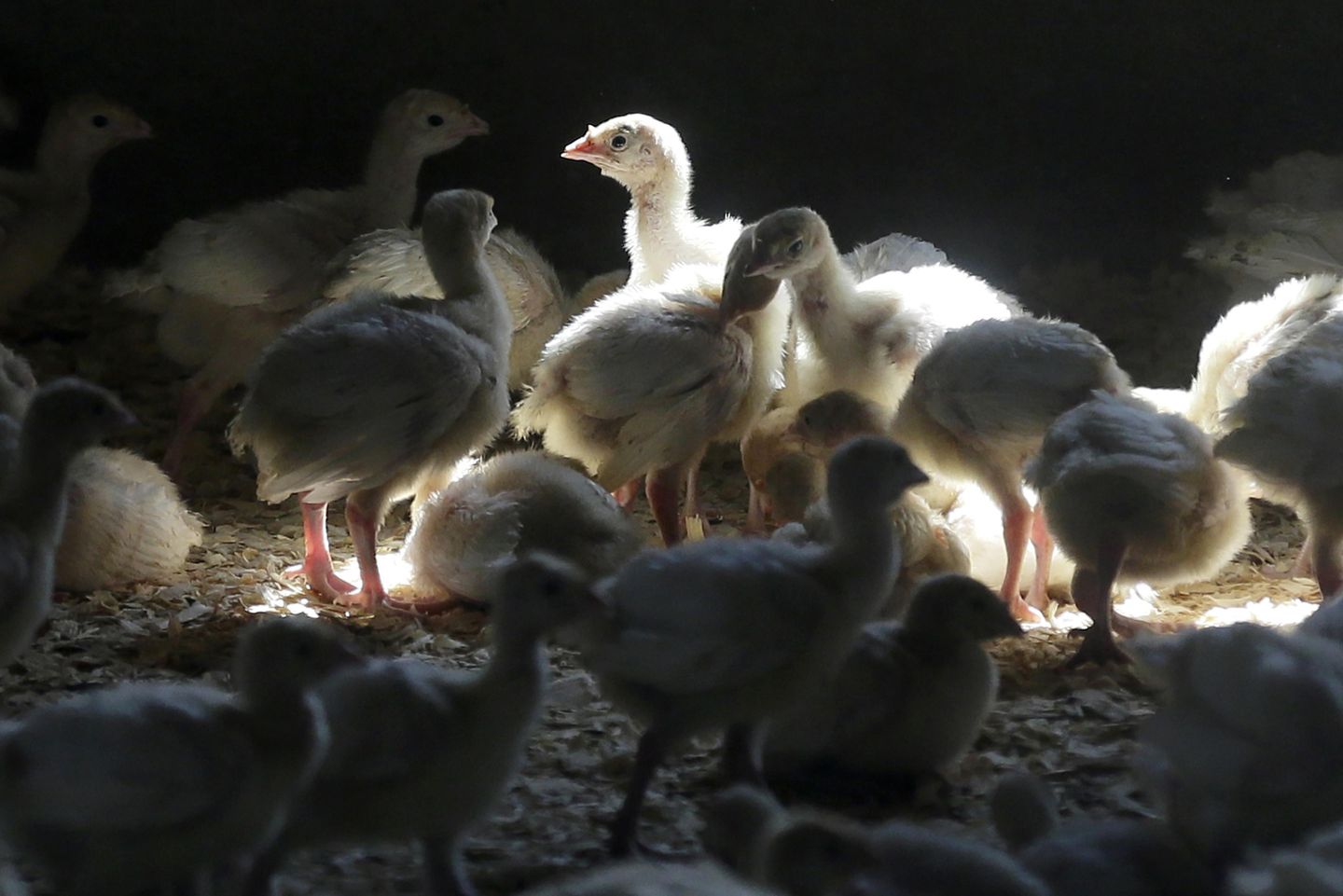 La espeluznante pregunta de la gripe aviar: cómo matar a millones de aves de corral