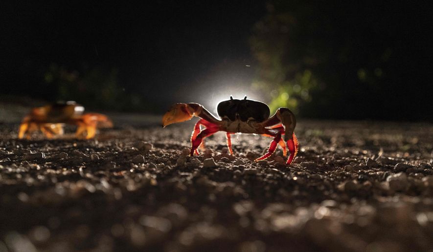 Crabs cross a road in Giron, Cuba, Sunday, April 10, 2022. (AP Photo/Ramon Espinosa) ** FILE **