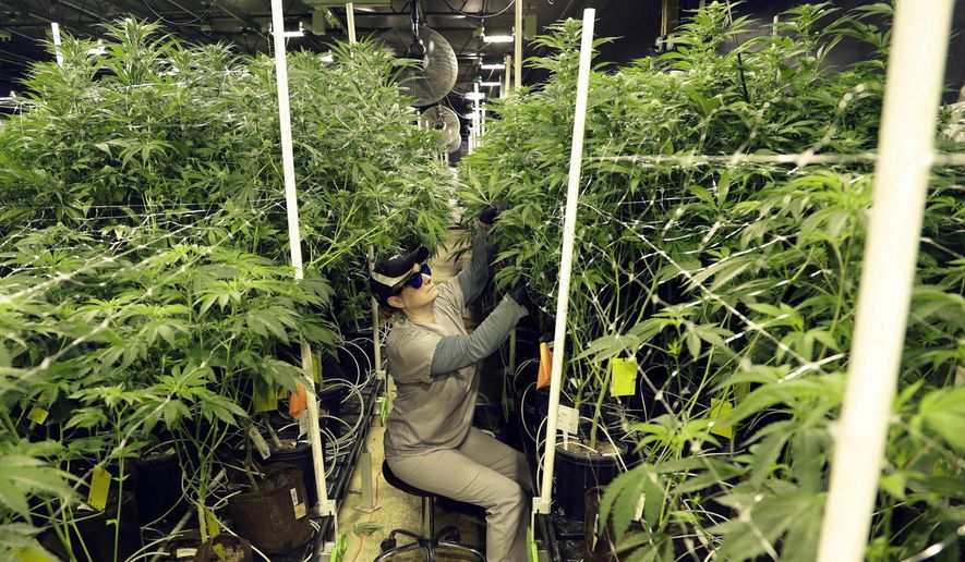 Heather Randazzo, a grow employee at Compassionate Care Foundation's medical marijuana dispensary, trims leaves off marijuana plants in the company's grow house in Egg Harbor Township, N.J., March 22, 2019. Recreational marijuana sales in New Jersey for those 21 and older will begin April 21, 2022, Democratic Gov. Phil Murphy said Thursday, April 14. (AP Photo/Julio Cortez, File)