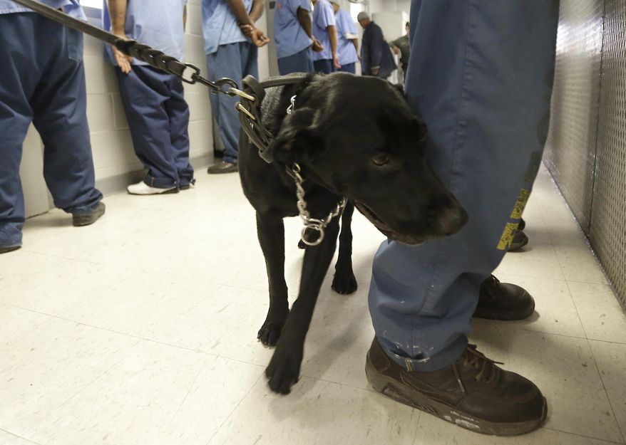 FILE — In this Wednesday, May 20, 2015, file photo, Bentley, a 3-year-old Labrador retriever, checks an inmate for traces of narcotics at California State Prison, Solano, in Vacaville, Calif. Along with drug sniffing dogs and airport-style ion spectrometer that tests for illegal narcotics to stop the flow of drugs into California prisons, officials said Tuesday April 26, 2022 that the United State's largest medication-assisted treatment program aimed at addiction among inmates has reduced a surge in drug overdose deaths and hospitalizations plaguing California's prison system. (AP Photo/Rich Pedroncelli, File )