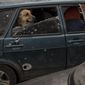 A dog rides in the back of a car as people fleeing the village of Ruska Lozova arrive at a screening point in Kharkiv, Ukraine, Friday, April 29, 2022. Hundreds of residents have been evacuated to Kharkiv from the nearby village that had been under Russian occupation for more than a month. (AP Photo/Felipe Dana)