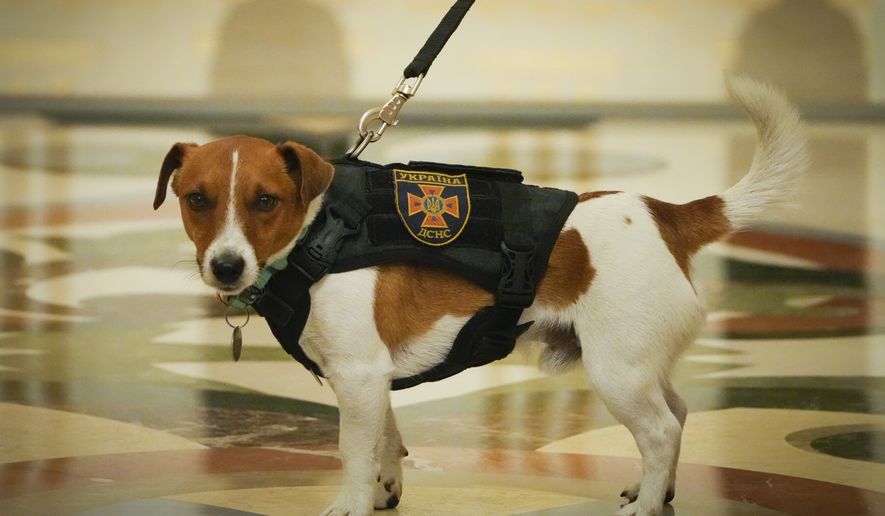 Patron attends an award ceremony for his owner in Kyiv, Ukraine, Sunday, May 8, 2022. (AP Photo/Efrem Lukatsky)