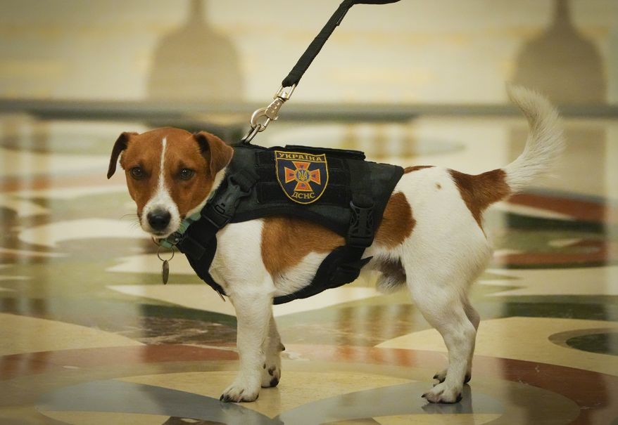 Patron attends an award ceremony for his owner in Kyiv, Ukraine, Sunday, May 8, 2022. (AP Photo/Efrem Lukatsky)