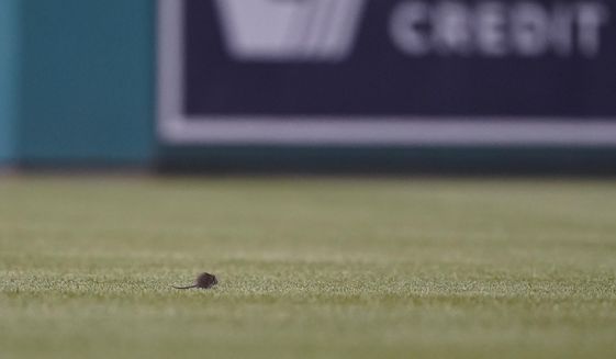 A rat scurries in the outfield during the sixth inning of a baseball game between the Washington Nationals and the New York Mets at Nationals Park, Tuesday, May 10, 2022, in Washington. (AP Photo/Alex Brandon)