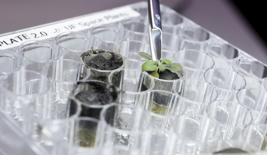 In this 2021 photo provided by the University of Florida, Institute of Food and Agricultural Sciences, a researcher harvests a thale cress plant growing in lunar soil, at a laboratory in Gainesville, Fla. For the first time, scientists have used lunar soil collected by long-ago moonwalkers to grow plants, with results promising enough that NASA and others already are envisioning hothouses on the moon for the next generation of lunar explorers. (Tyler Jones/UF/IFAS via AP)