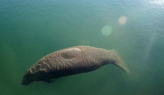 FILE - A manatee floats in the warm water of a Florida Power &amp;amp; Light discharge canal, Monday, Jan. 31, 2022, in Fort Lauderdale, Fla. Rob Hale, a co-owner of the Boston Celtics, is donating $2 million toward protecting the Florida manatees and their habitat following two seasons of record-breaking manatee mortalities in the state. Fox Rock Foundation, a family charity overseen by Hale and his wife, Karen, will give $1 million each to the nonprofits Fish &amp;amp; Wildlife Foundation of Florida and Save the Manatee Club, the groups announced Tuesday, May 17.  (AP Photo/Lynne Sladky, File)