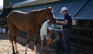 Preakness entrant Fenwick is cleaned up after working out ahead of the Preakness Stakes Horse Race at Pimlico Race Course, Wednesday, May 18, 2022, in Baltimore. Fenwick has a 50-1 shot of winning the race. (AP Photo/Julio Cortez) **FILE**
