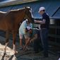 Preakness entrant Fenwick is cleaned up after working out ahead of the Preakness Stakes Horse Race at Pimlico Race Course, Wednesday, May 18, 2022, in Baltimore. Fenwick has a 50-1 shot of winning the race. (AP Photo/Julio Cortez) **FILE**