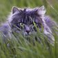 This file photo shows a big cat sitting in the deep grass in Frankfurt, Germany, Wednesday, April 19, 2017. (AP Photo/Michael Probst,file)  **FILE**