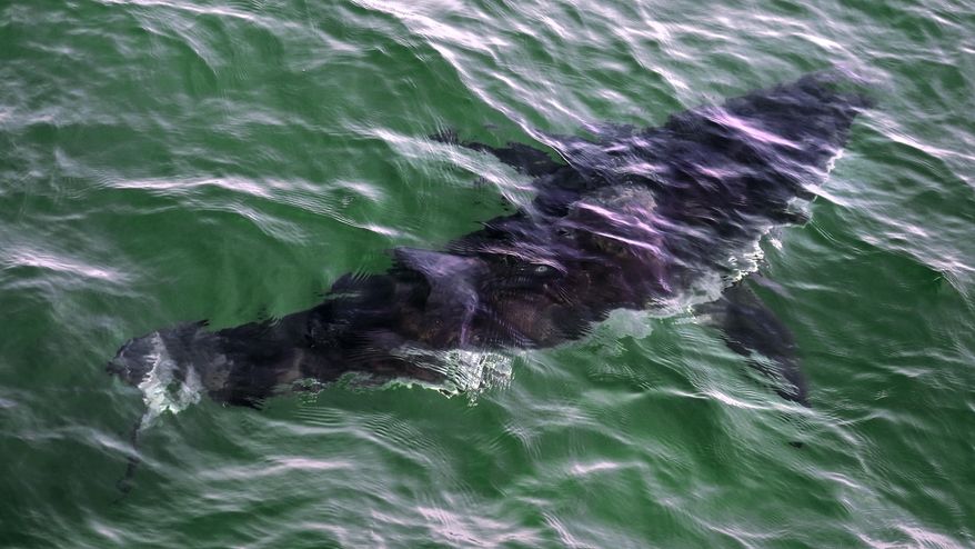 A great white shark swims past a boat on a shark watching boat off the Massachusetts' coast of Cape Cod on Aug. 17, 2021. The New England Aquarium and an environmental group are launching a project to use data collected about white shark sightings via an app to make beaches more safe. (AP Photo/Charles Krupa, File)