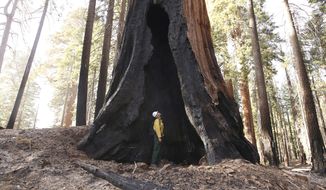FILE - Assistant Fire Manager Leif Mathiesen, of the Sequoia &amp;amp; Kings Canyon Nation Park Fire Service, looks for an opening in the burned-out sequoias from the Redwood Mountain Grove which was devastated by the KNP Complex fires earlier in the year in the Kings Canyon National Park, Calif., on Nov. 19, 2021. Thousands of sequoias have been killed by wildfires in recent years. (AP Photo/Gary Kazanjian, File)