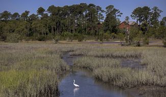 A snowy egret forages in a salt marsh, Wednesday, May 11, 2022, in Parris Island, S.C. Salt marsh makes up more than half of the base&#39;s 8,000 acres (3,200 hectares), and the island&#39;s highest point, by the fire station, is just 13 feet (4 meters) above sea level. (AP Photo/Stephen B. Morton)