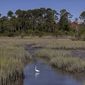 A snowy egret forages in a salt marsh, Wednesday, May 11, 2022, in Parris Island, S.C. Salt marsh makes up more than half of the base&#39;s 8,000 acres (3,200 hectares), and the island&#39;s highest point, by the fire station, is just 13 feet (4 meters) above sea level. (AP Photo/Stephen B. Morton)