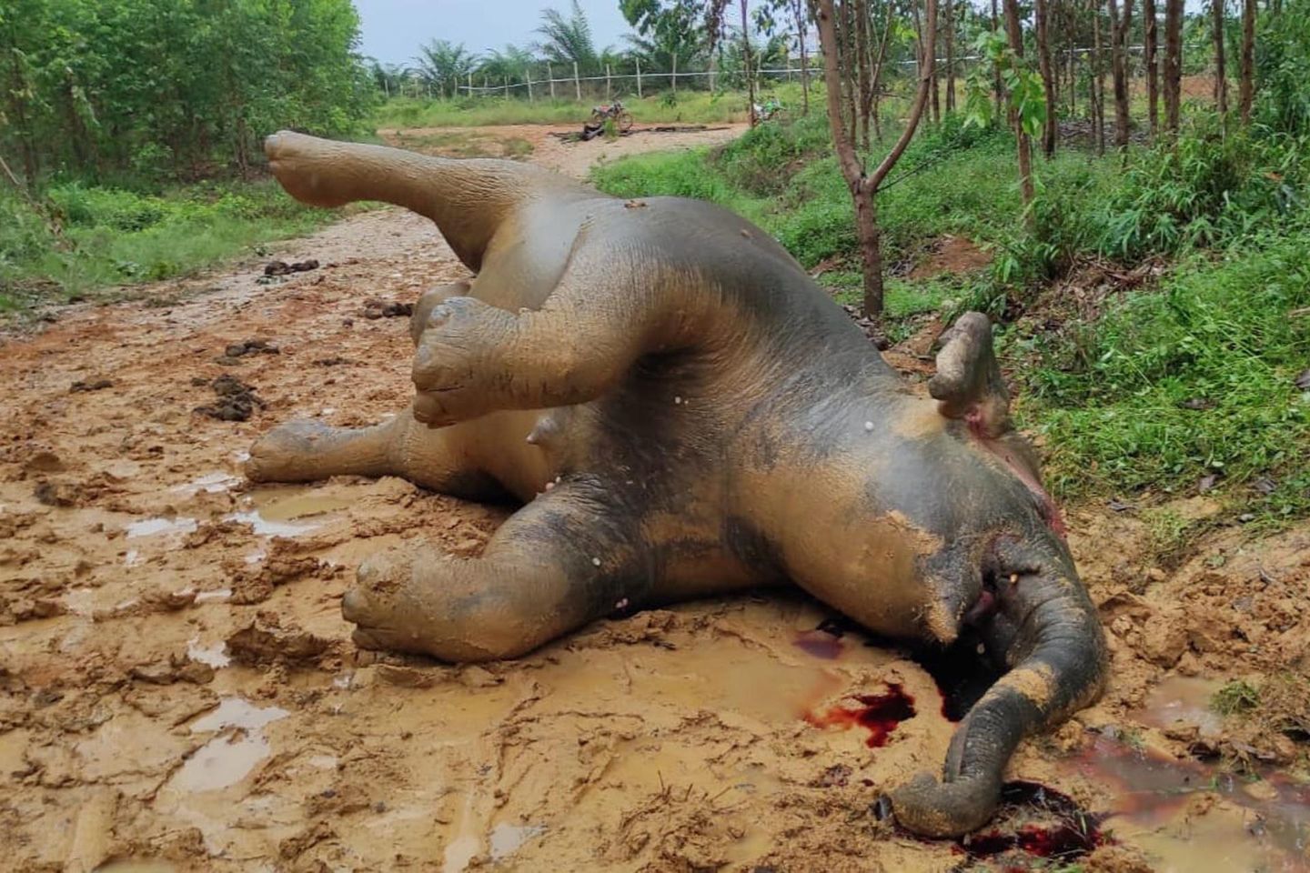 Endonezya'da zehirlenme şüphesi olan Sumatra fili öldü