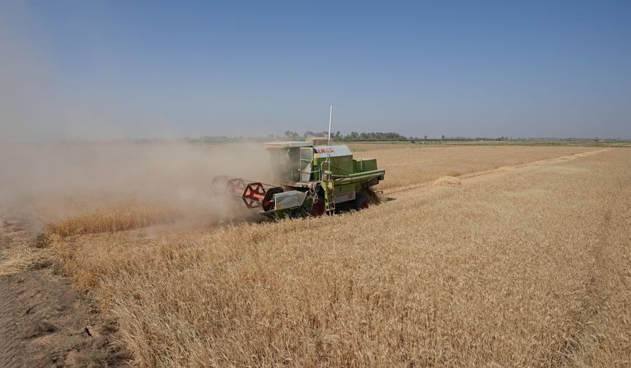 A combine harvester at the middle of a wheat field harvesting crops in Yousifiyah, Iraq Tuesday, May. 24, 2022. At a time when worldwide prices for wheat have soared due to Russia&#39;s invasion of Ukraine, Iraqi farmers say they are paying the price for a government decision to cut irrigation for agricultural areas by 50% due to severe water shortages arising from high temperatures, drought, climate change and ongoing water extraction by neighboring countries from the Tigris and Euphrates rivers - all factors that have heavily strained wheat production. (AP Photo/Hadi Mizban)