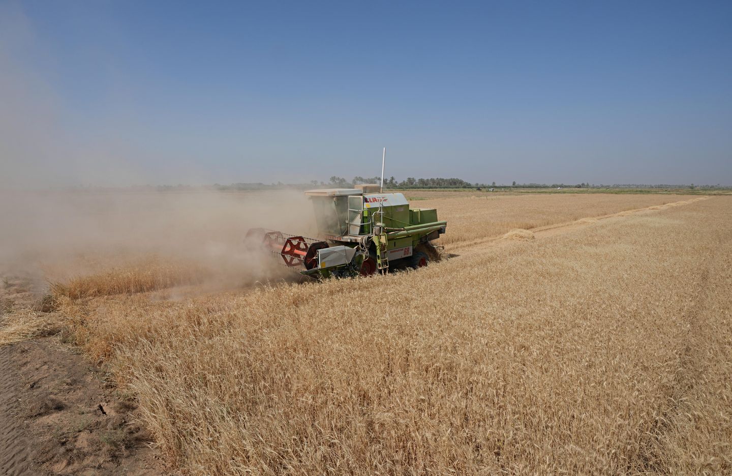 Şiddetli su kıtlığı Irak'ta buğday hasadını zorluyor