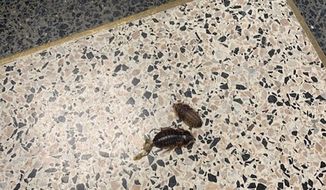The cockroaches were stored in concealed plastic containers and smuggled into the courthouse, according to the state court system. (Photo by New York Office of Court Administration)