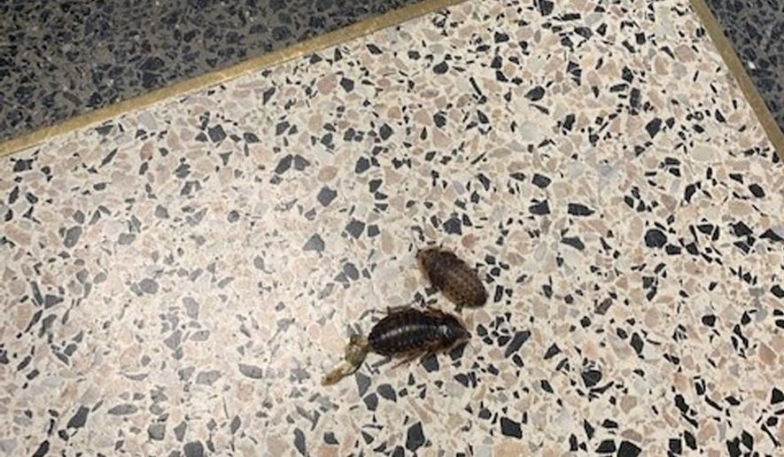 The cockroaches were stored in concealed plastic containers and smuggled into the courthouse, according to the state court system. (Photo by New York Office of Court Administration)