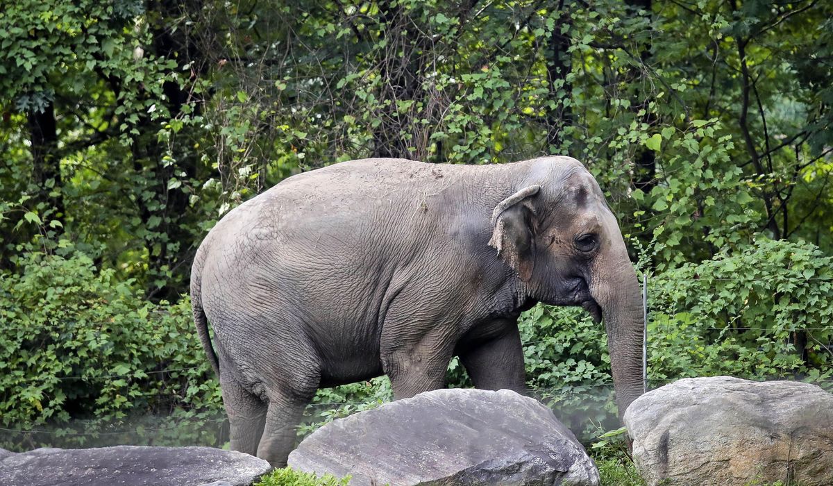 NextImg:Bronx Zoo elephant Happy has been AWOL for months; activists wonder what’s up