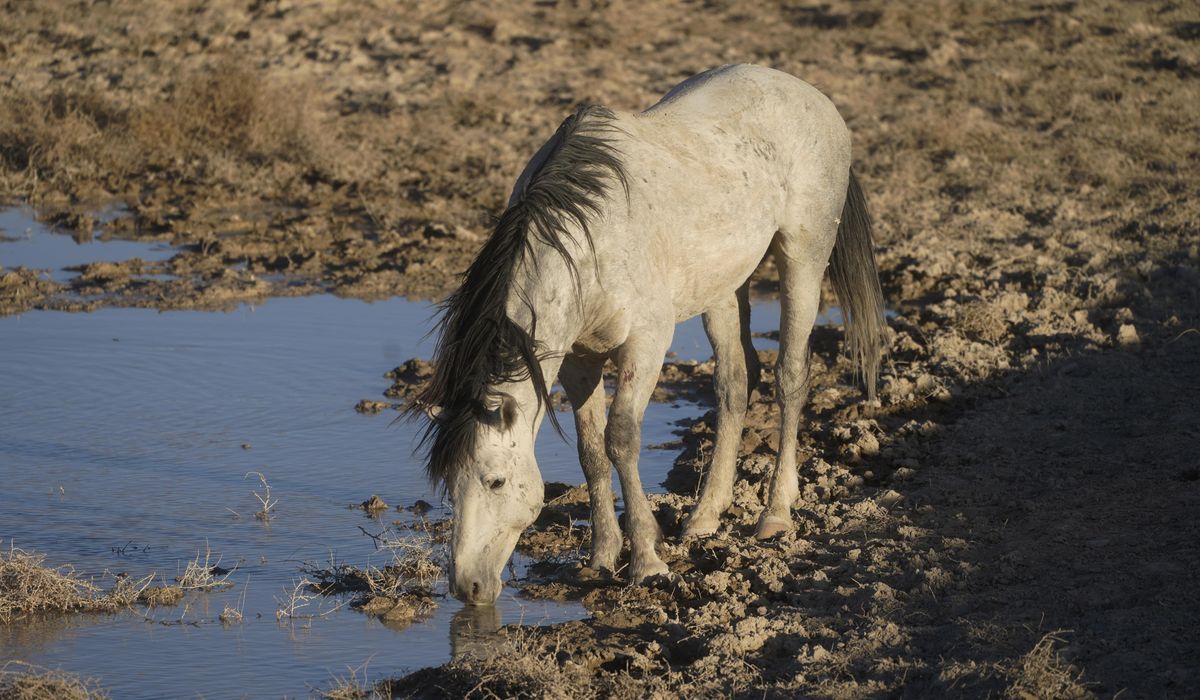NextImg:Bureau of Land Management, advocacy groups offering reward for info on killing of wild stallion