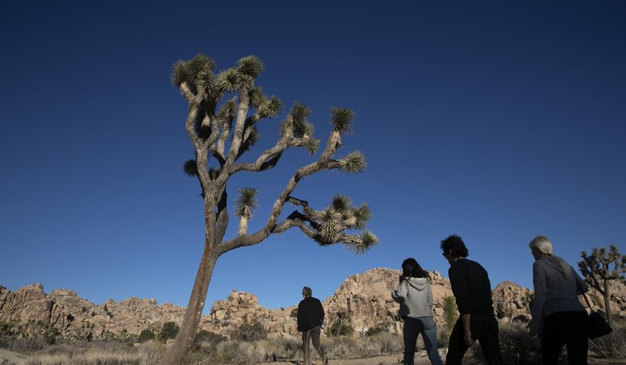 In this Jan. 10, 2019 photo, people visit Joshua Tree National Park in Southern California&#39;s Mojave Desert. The California Fish &amp;amp; Game Commission is holding a hearing on Wednesday, June 15, 2022, to consider whether to list the western Joshua Tree as a threatened species. (AP Photo/Jae C. Hong,File)