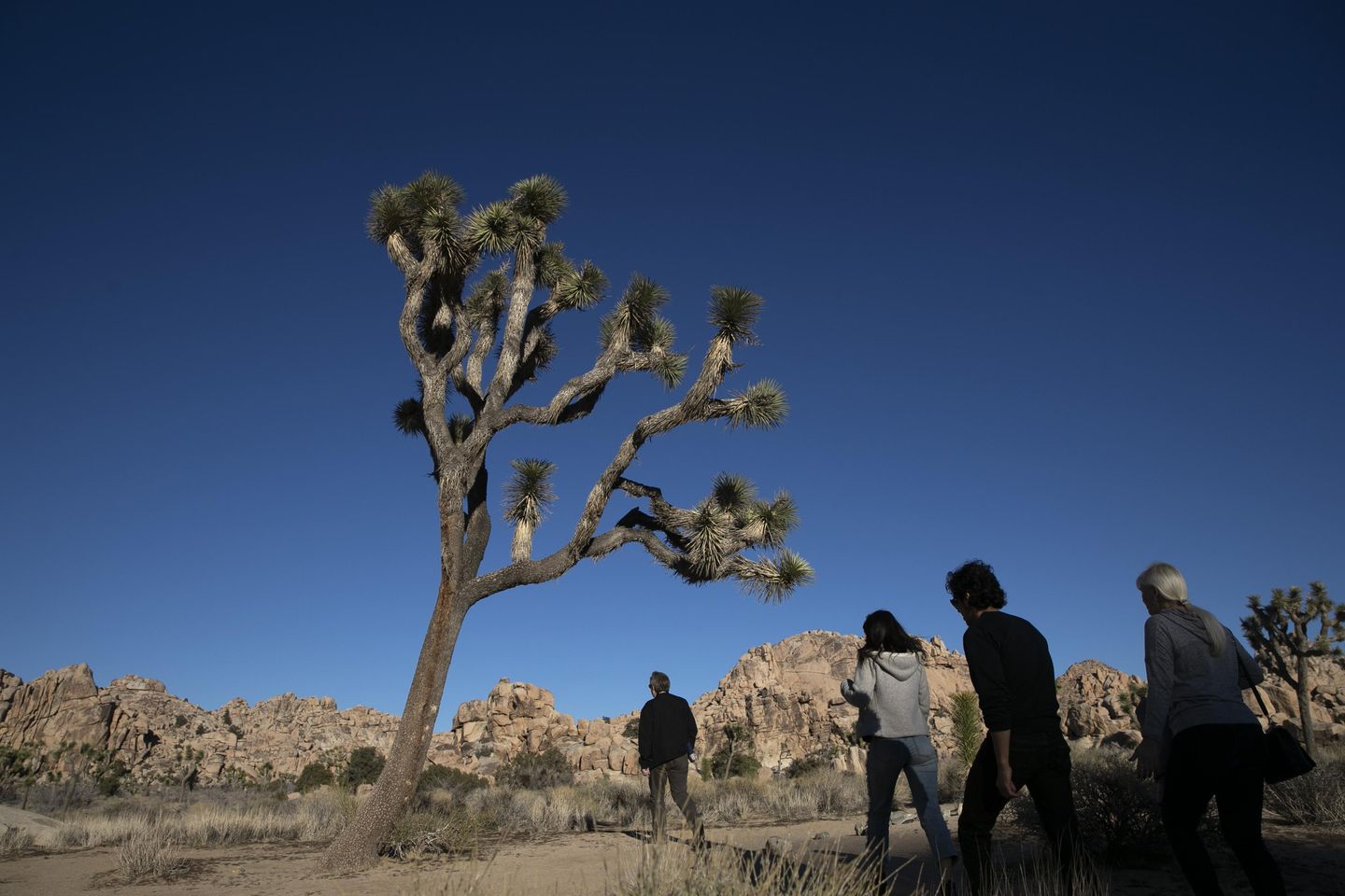 California debates listing western Joshua tree as threatened