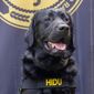 This May 2022 handout photo released by Operation Underground Railroad shows Hidu, an electronics detection dog, trained to sniff out a certain chemical used in the manufacture of small memory devices like flash drives, in Indianapolis, Indiana. The anti-sex-trafficking group loaned Hidu to help Mexico City prosecutors search the apartment of a suspected Dutch child pornography promotor arrested in early June. Hidu sniffed out a hidden cell phone and hard drives that authorities said were filled with child porn images. (Operation Underground Railroad via AP)